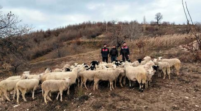 Sis yüzünden kaybolan 50 koyun, Ödemiş'te bulundu