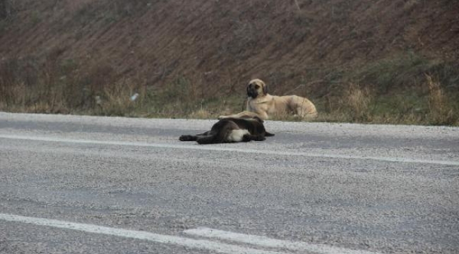 Kazada ölen köpeğin başında 1 hafta bekledi