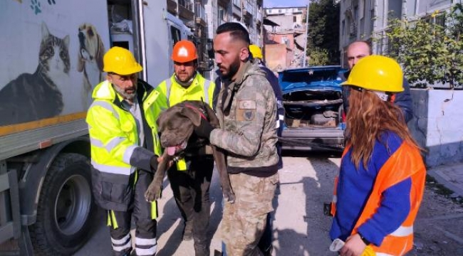 Depremden etkilenen hayvanlar unutulmadı