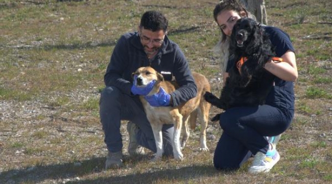 Enkazdan kurtarılan hayvanlar İzmir'e getirildi, kampüse yerleştirildi