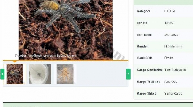 İnternetten tarantula satıyorlar