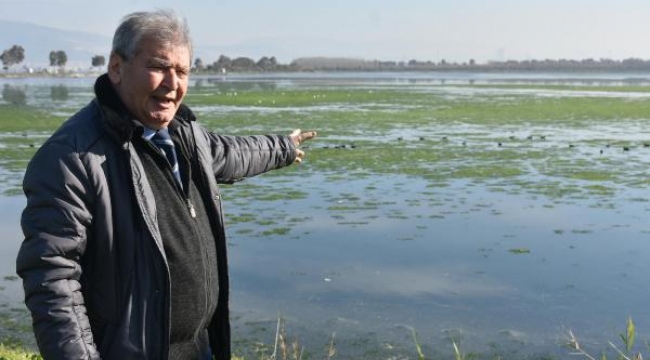 İzmir Körfezi'nde deniz marulu sıkıntısı