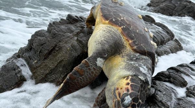 Kayalıklarda ölü caretta caretta bulundu