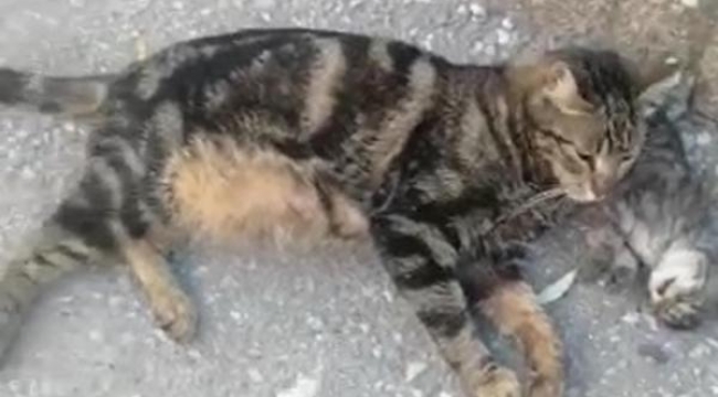 Kedi, ölen yavrusunun yanından ayrılmadı