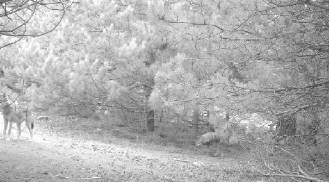 Manisa'da kurtlar, fotokapanla ilk kez sürü halinde görüntülendi