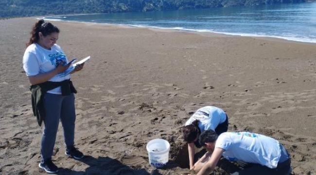 Sezonun ilk caretta caretta yuvası belirlendi