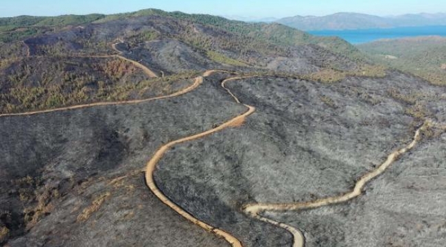 Marmaris'te yanan alanlar yeşillendi! Kuş türleri gelmeye başladı