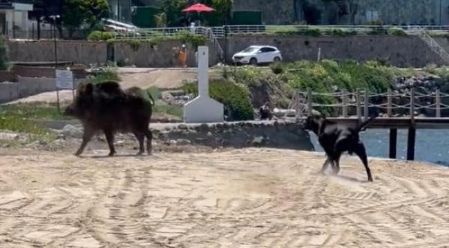 Bodrum'da iki yaban domuzu plaja indi