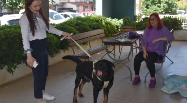 Felçli köpek Ateş'ten mucize adımlar