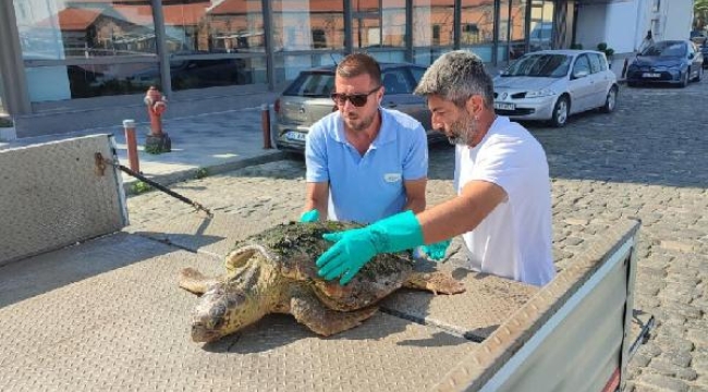 Körfez'de yaralı 'caretta caretta' bulundu