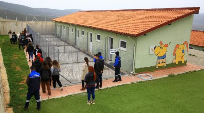 Muğla'da 2 bin 935 sokak hayvanı yeni yuvasına kavuştu