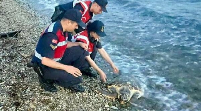 Muğla'da yaralı bulunan caretta carettaya tedavi