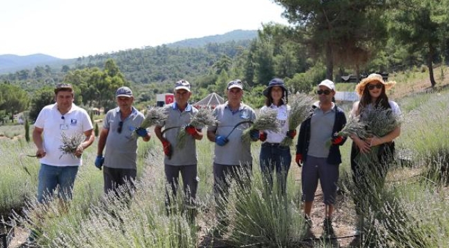 Bodrum'da lavanta hasadı başladı