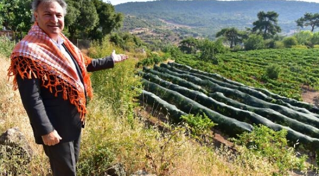 Bornova Kınalı Bamyası'nın hasadı başladı