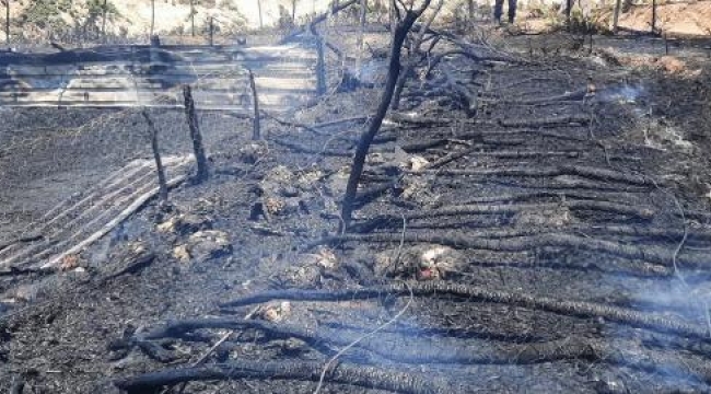 Çanakkale'de ağılda yangın; 150 oğlak öldü