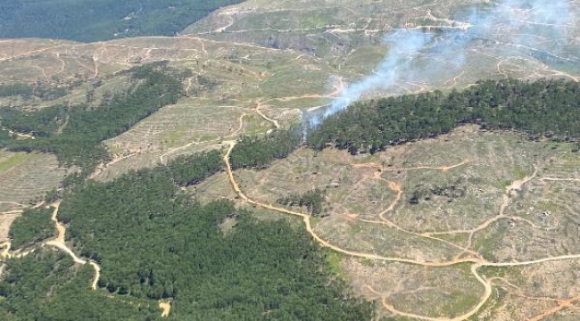 Muğla'da orman yangını