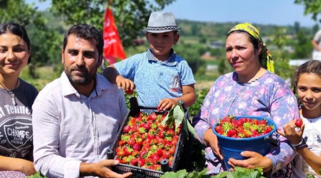 Ödemiş'te çilek hasat etkinliği