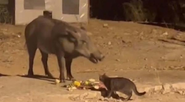 Domuz ve kedi birlikte yedi; o anlar kamerada