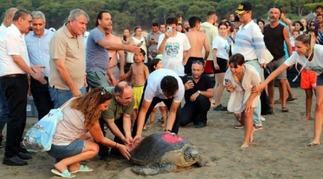 Tedavisi tamamlanan 8 deniz kaplumbağası denizle buluşturuldu