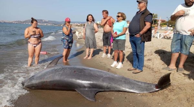 Kuşadası'nda kıyıya vurmuş ölü yunus bulundu