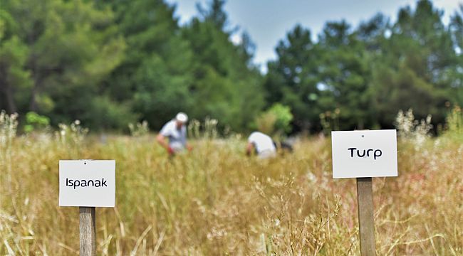 Atalık tohumlar Bornova'da yaşatılıyor