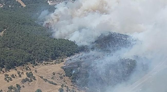 İzmir Bornova'da orman yangını