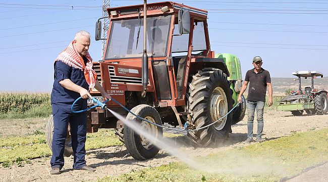 Aydın Başkan; Üzüm kesti, yıkadı, serdi