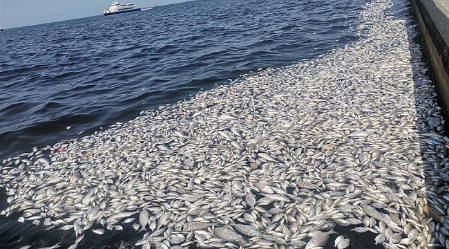 İzmir Körfezi'nde felaketin boyutu artıyor!