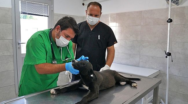 Sokak hayvanları bu hastanede şifa buluyor