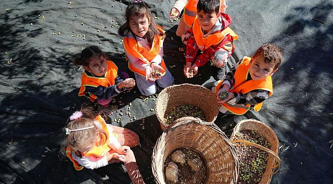 Aliağa Şakran'da zeytin hasadı yapıldı