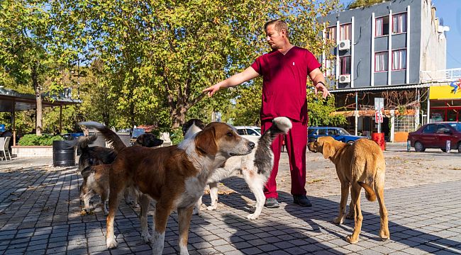 İzmir'de sahipsiz köpeklerin sayımı başladı