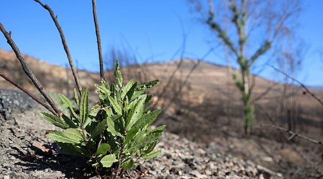 İzmir'de büyük yangından sonra dikkat çeken görüntü