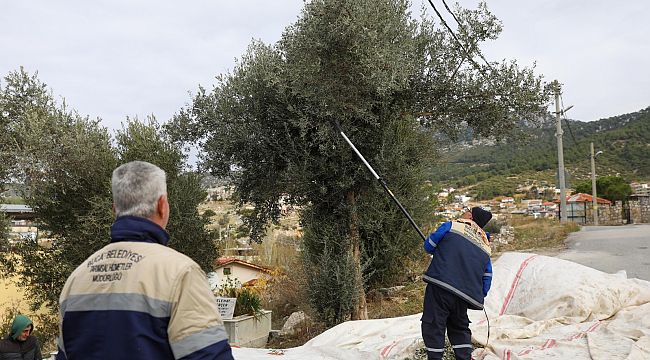 Buca Belediyesi zeytin hasadına başladı