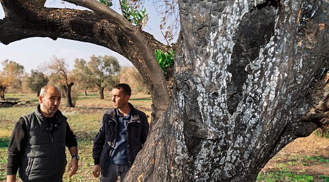 Büyükşehir yanan zeytin ağaçlarının yaşatılması için çalışma başlattı 