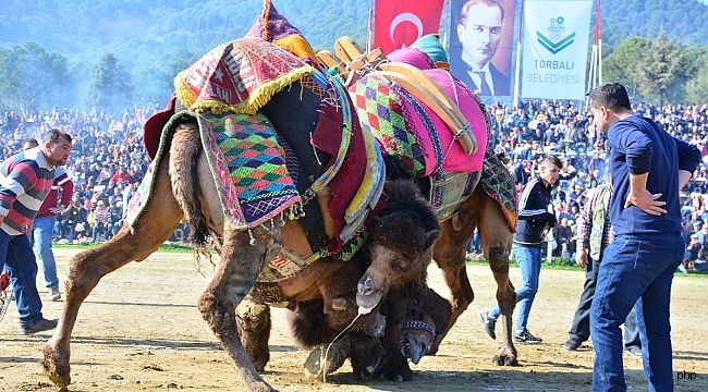 Bölgenin en büyük deve güreşi bu Pazar Torbalı'da