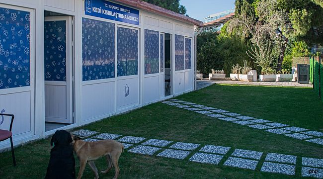 Davutlar Mahallesi'ne kedi kısırlaştırma merkezi açılıyor