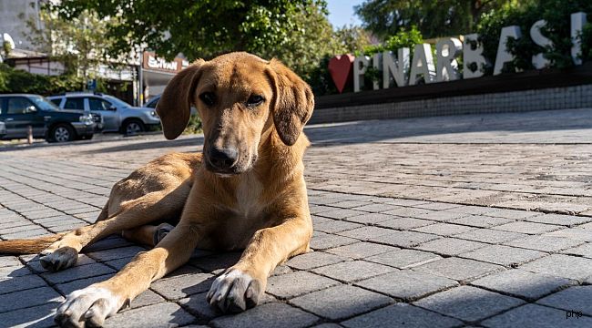 11 ilçede sahipsiz hayvan sayımı tamamlandı