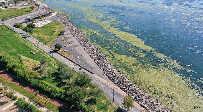 İzmir Bostanlı sahilini deniz marulu sardı