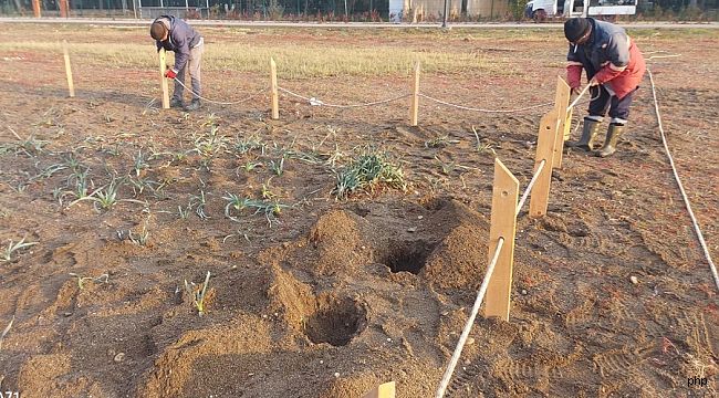 Menderes'te kum zambakları koruma altında