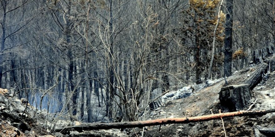 Orman Genel Müdürlüğü / Orman Genel Müdürlüğü 58 orman yangınından 45