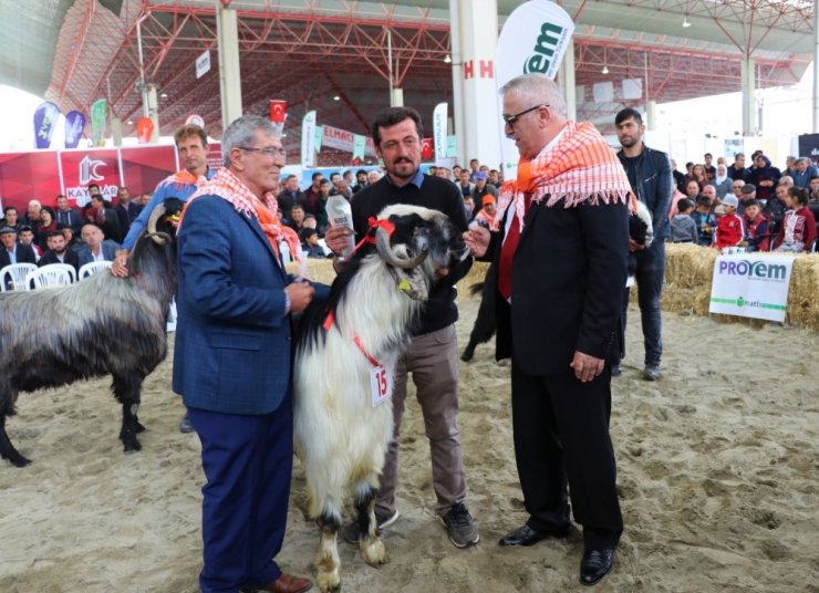 Burdur’da defile gibi `hayvan güzellik` yarışması