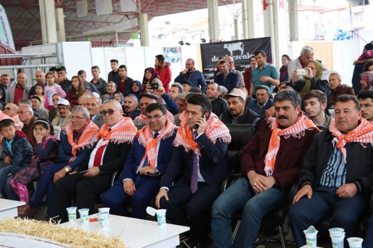 Burdur’da defile gibi `hayvan güzellik` yarışması