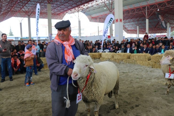 Burdur’da defile gibi `hayvan güzellik` yarışması