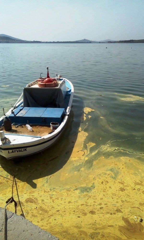 Deniz üzerindeki sarı tabaka şaşırttı