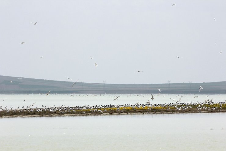 Martılar ve kuş türleri Seyfe Gölü'ne akın etti