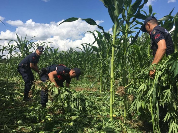 Yasak engeline takıldılar! 10 milyon liralık kenevir tarlası tespit edildi