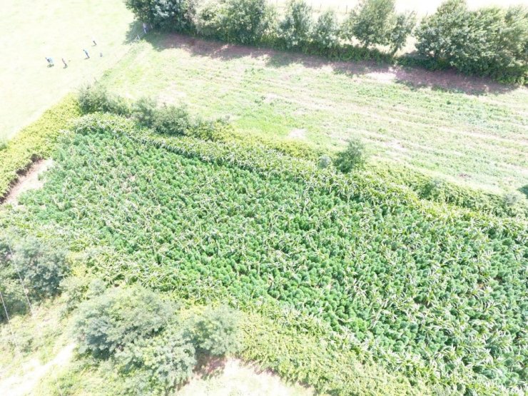 Yasak engeline takıldılar! 10 milyon liralık kenevir tarlası tespit edildi