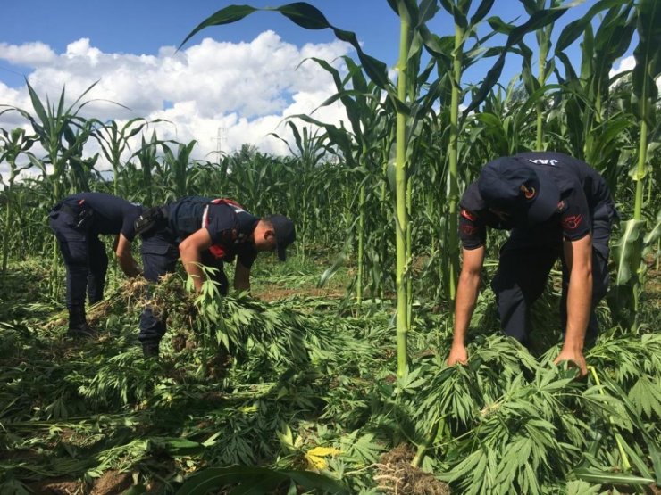 Yasak engeline takıldılar! 10 milyon liralık kenevir tarlası tespit edildi
