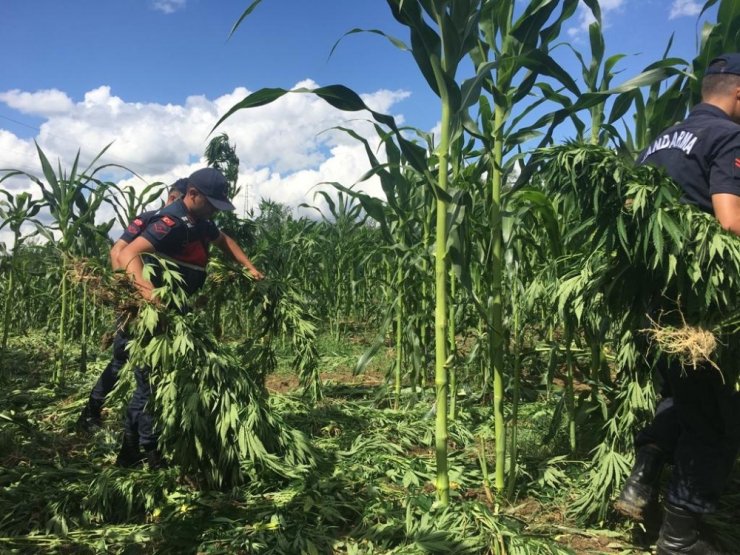Yasak engeline takıldılar! 10 milyon liralık kenevir tarlası tespit edildi