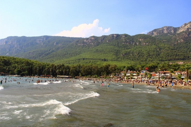 Telef olan binlerce bal arısı sahile vurdu